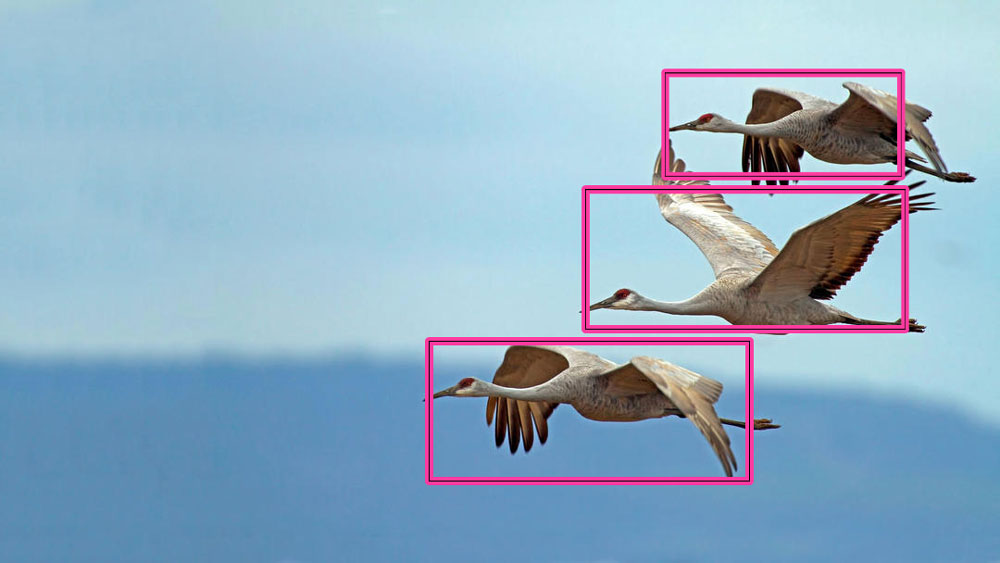 Birds detected by AI